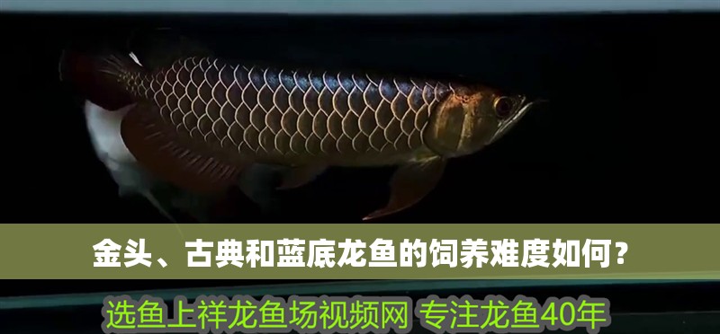 金頭、古典和藍底龍魚的飼養(yǎng)難度如何？