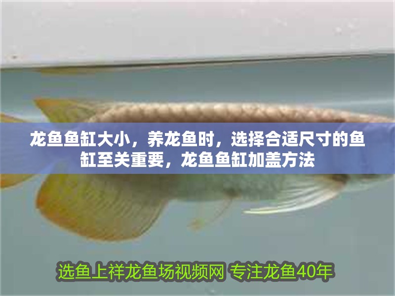 龍魚魚缸大小，養龍魚時，選擇合適尺寸的魚缸至關重要，龍魚魚缸加蓋方法