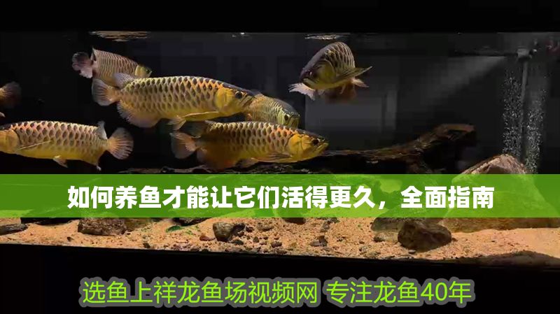 如何養魚才能讓它們活得更久，全面指南