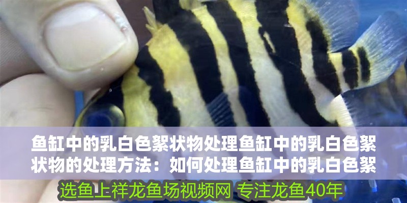 魚缸中的乳白色絮狀物處理魚缸中的乳白色絮狀物的處理方法：如何處理魚缸中的乳白色絮狀物