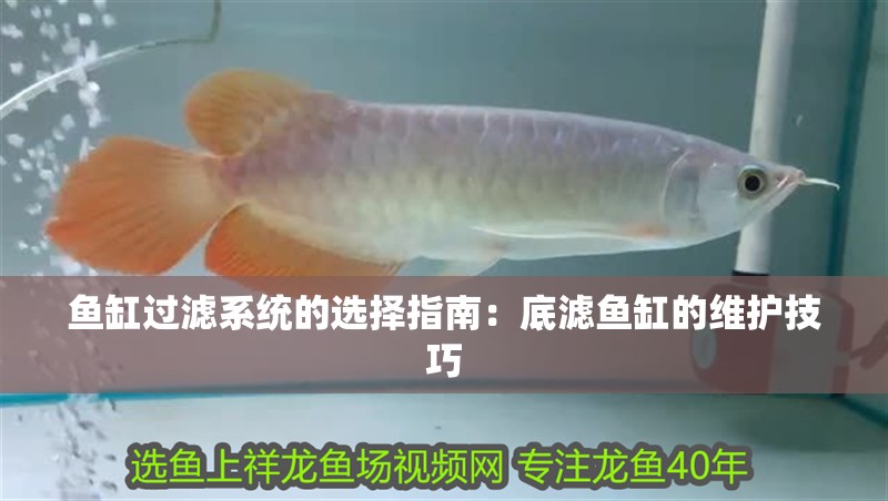 魚缸過濾系統(tǒng)的選擇指南：底濾魚缸的維護技巧