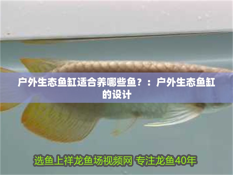 戶外生態魚缸適合養哪些魚？：戶外生態魚缸的設計