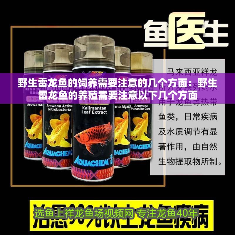 野生雷龍魚的飼養需要注意的幾個方面：野生雷龍魚的養殖需要注意以下幾個方面