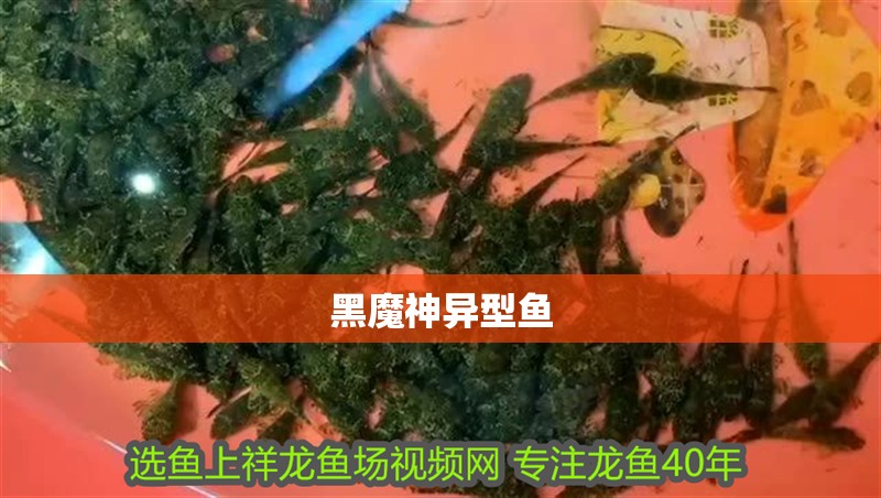 黑魔神異型魚