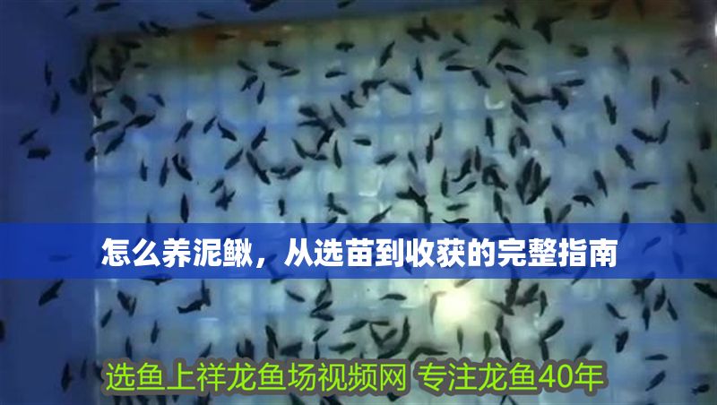 怎么養(yǎng)泥鰍，從選苗到收獲的完整指南