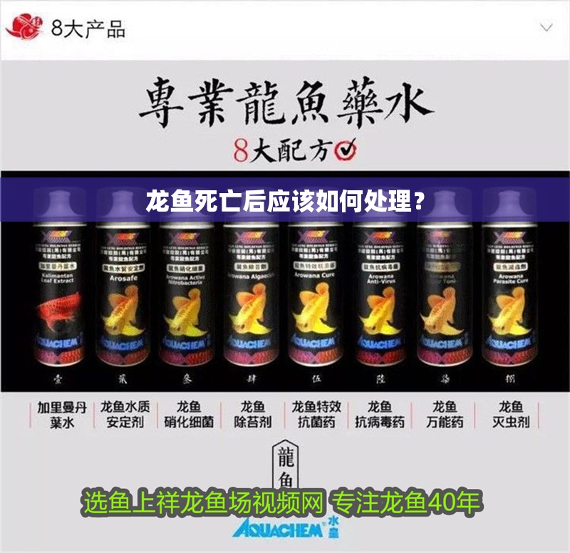 龍魚死亡后應該如何處理？