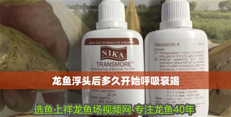 龍魚浮頭后多久開始呼吸衰竭