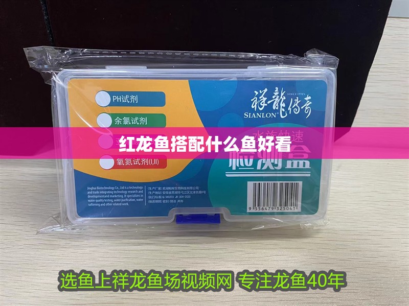 紅龍魚搭配什么魚好看