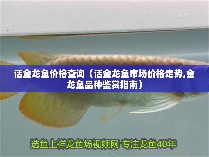 活金龍魚價格查詢（活金龍魚市場價格走勢,金龍魚品種鑒賞指南）