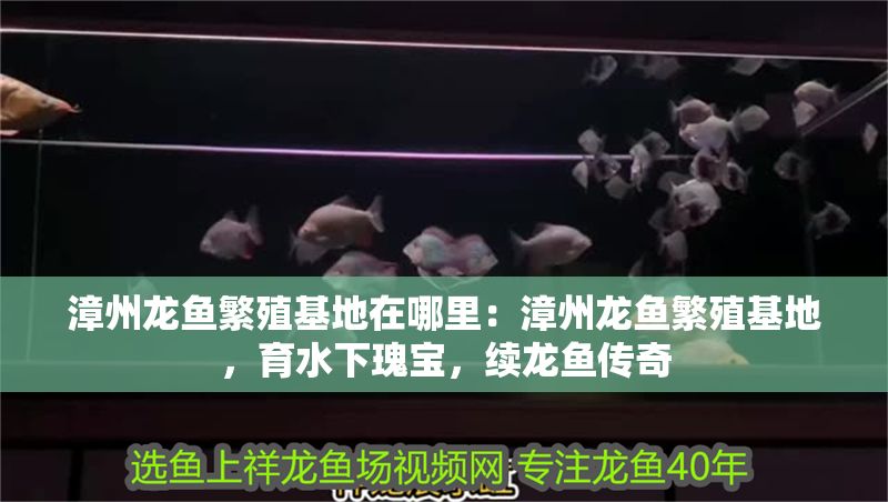 <strong><mark>漳州</mark></strong>龍魚繁殖基地在哪里：<strong><mark>漳州</mark></strong>龍魚繁殖基地，育水下瑰寶，續龍魚傳奇