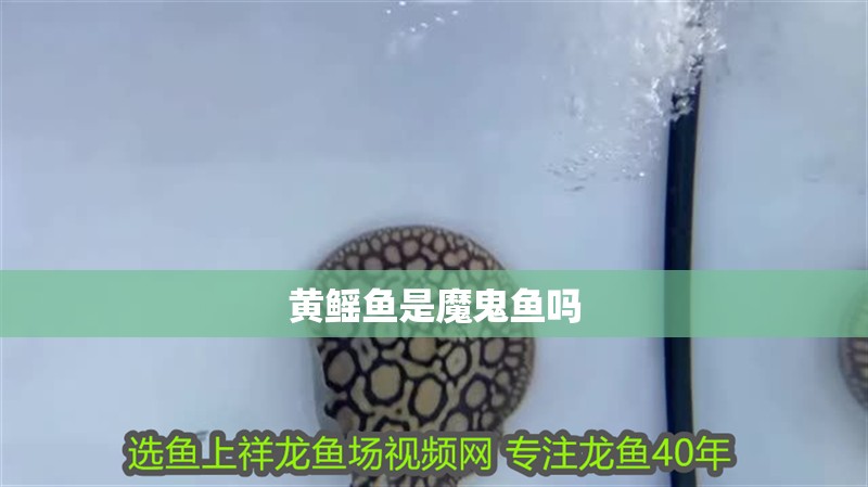 黃鰩魚是魔鬼魚嗎