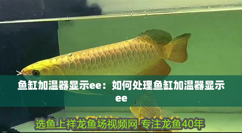 魚(yú)缸加溫器顯示ee：如何處理魚(yú)缸加溫器顯示ee