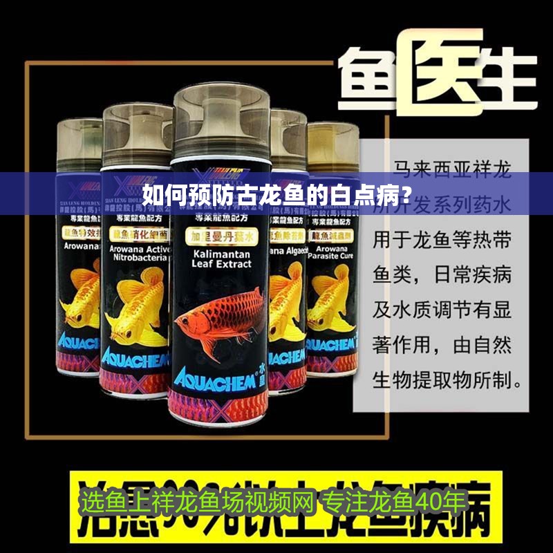 如何預防古龍魚的白點??？