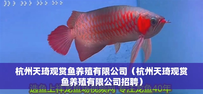 杭州天琦觀賞魚養(yǎng)殖有限公司（杭州天琦觀賞魚養(yǎng)殖有限公司招聘）