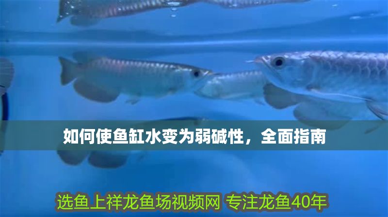 如何使魚缸水變?yōu)槿鯄A性，全面指南