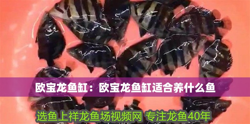 歐寶龍魚缸：歐寶龍魚缸適合養(yǎng)什么魚