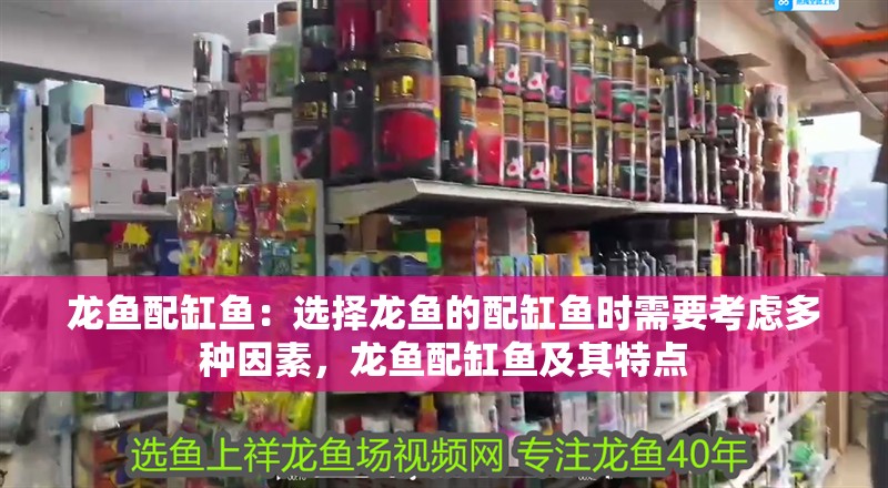 龍魚配缸魚：選擇龍魚的配缸魚時需要考慮多種因素，龍魚配缸魚及其特點