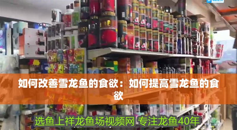 如何改善雪龍魚的食欲：如何提高雪龍魚的食欲