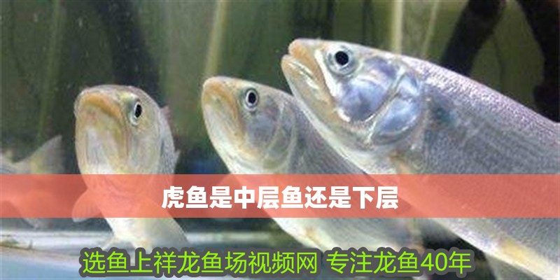 虎魚是中層魚還是下層