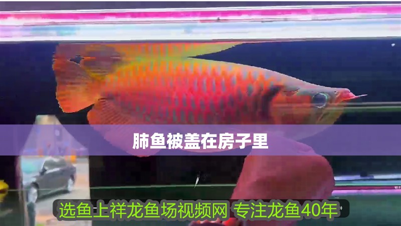 肺魚被蓋在房子里
