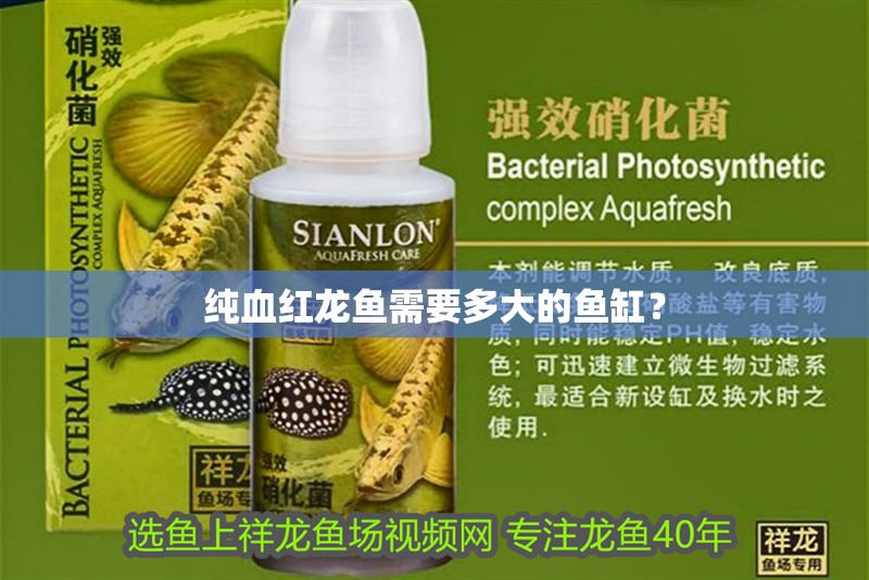純血紅龍魚(yú)需要多大的魚(yú)缸？