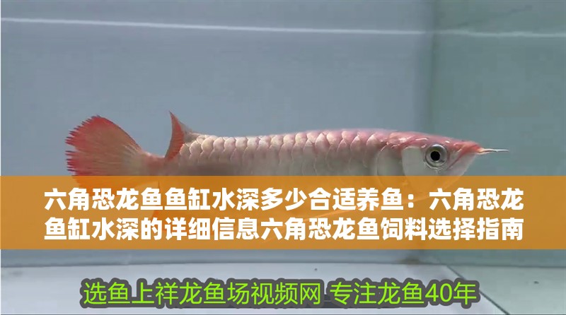 六角恐龍魚魚缸水深多少合適養魚：六角恐龍魚缸水深的詳細信息六角恐龍魚飼料選擇指南