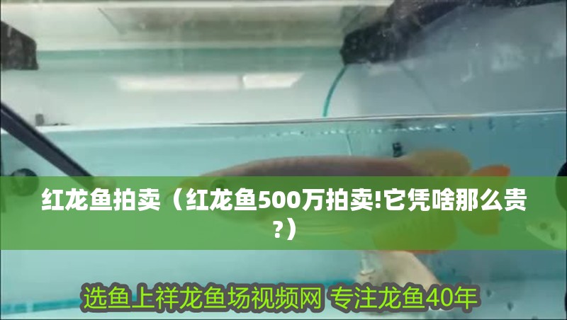 紅龍魚拍賣（紅龍魚500萬拍賣!它憑啥那么貴?）