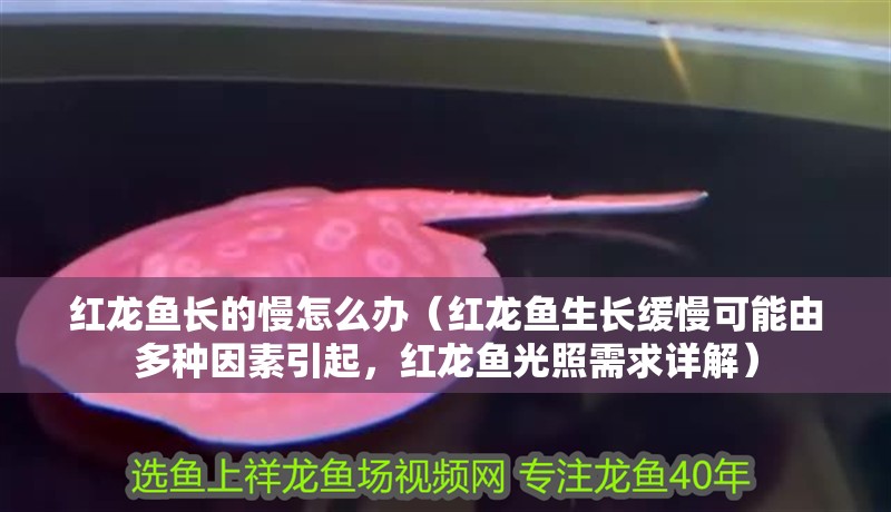 紅龍魚長的慢怎么辦（紅龍魚生長緩慢可能由多種因素引起，紅龍魚光照需求詳解）