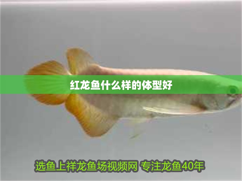 紅龍魚什么樣的體型好