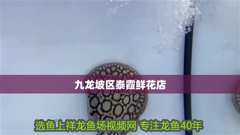 九龍坡區(qū)泰霞鮮花店 九龍坡區(qū)泰霞鮮花店 全國(guó)水族館企業(yè)名錄