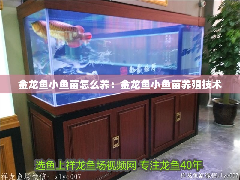 金龍魚小魚苗怎么養：金龍魚小魚苗養殖技術