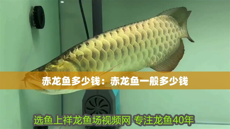赤龍魚多少錢：赤龍魚一般多少錢