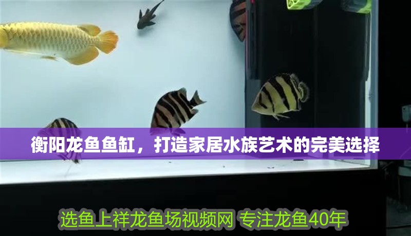 衡陽龍魚魚缸，打造家居水族藝術的完美選擇