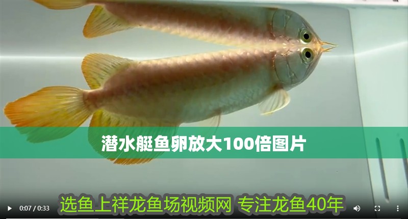 潛水艇魚卵放大100倍圖片