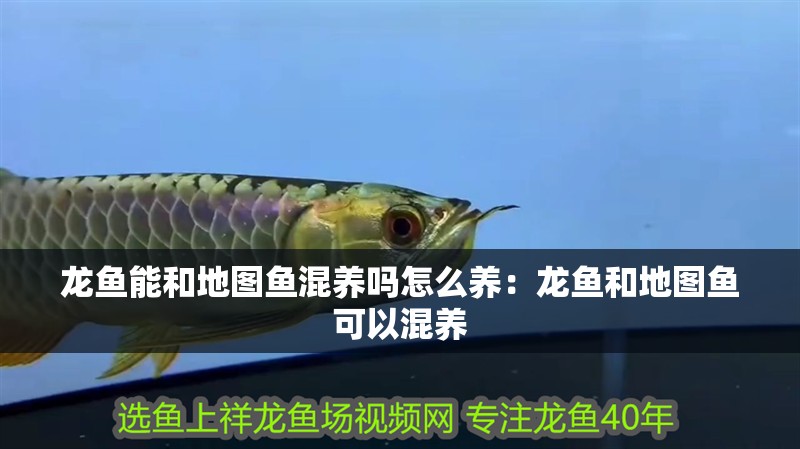龍魚能和地圖魚混養嗎怎么養：龍魚和地圖魚可以混養