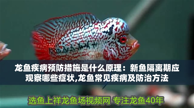 龍魚疾病預防措施是什么原理：新魚隔離期應觀察哪些癥狀,龍魚常見疾病及防治方法