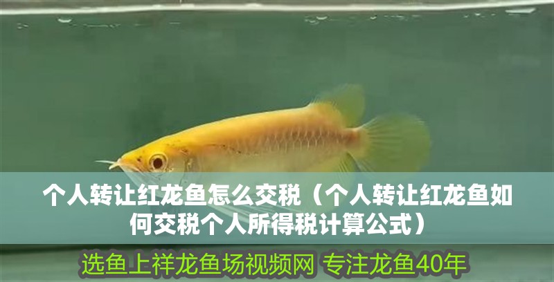 個人轉讓紅龍魚怎么交稅（個人轉讓紅龍魚如何交稅個人所得稅計算公式）