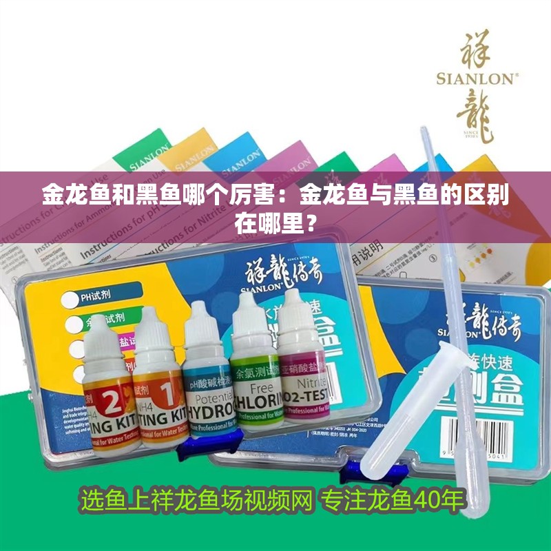 金龍魚和黑魚哪個厲害：金龍魚與黑魚的區別在哪里？