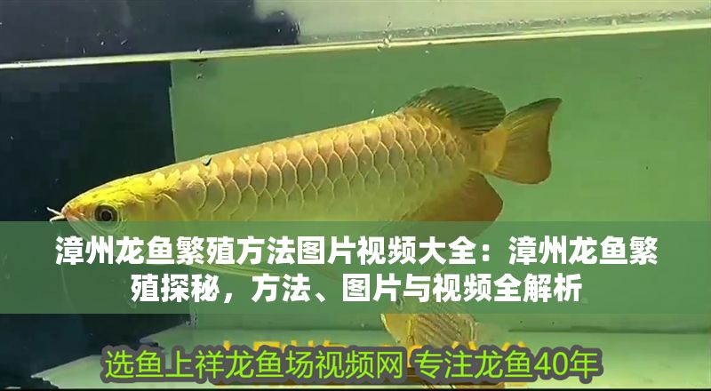 <strong><mark>漳州</mark></strong>龍魚繁殖方法圖片視頻大全：<strong><mark>漳州</mark></strong>龍魚繁殖探秘，方法、圖片與視頻全解析