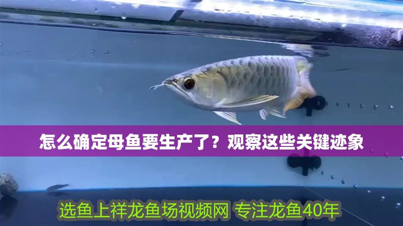 怎么確定母魚要生產(chǎn)了？觀察這些關(guān)鍵跡象