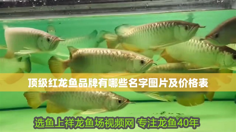 頂級紅龍魚品牌有哪些名字圖片及價格表