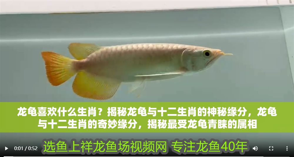 龍龜喜歡什么生肖？揭秘龍龜與十二生肖的神秘緣分，龍龜與十二生肖的奇妙緣分，揭秘最受龍龜青睞的屬相