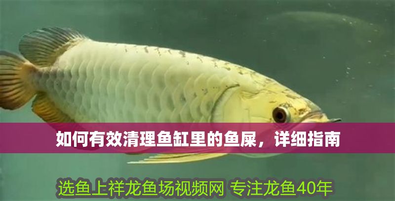 如何有效清理魚缸里的魚屎，詳細指南