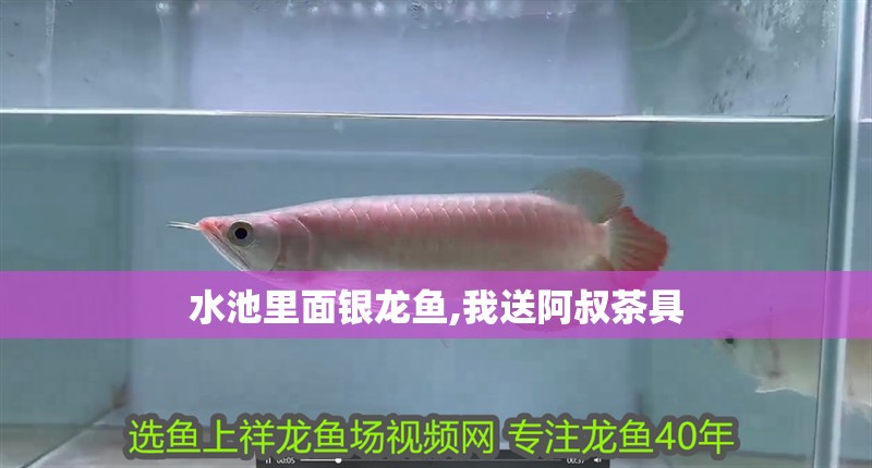水池里面銀龍魚,我送阿叔茶具