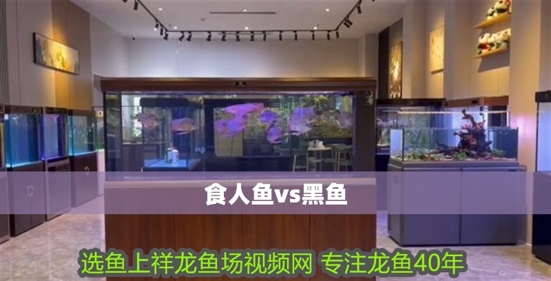 食人魚vs黑魚