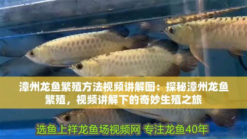 漳州龍魚繁殖方法視頻講解圖：探秘漳州龍魚繁殖，視頻講解下的奇妙生殖之旅