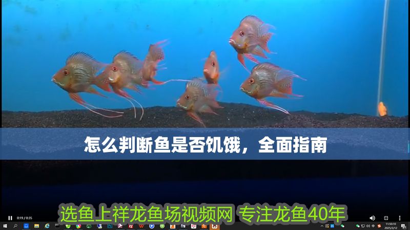 怎么判斷魚是否饑餓，全面指南