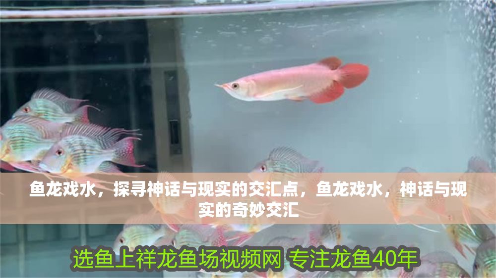 魚龍戲水，探尋神話與現實的交匯點，魚龍戲水，神話與現實的奇妙交匯