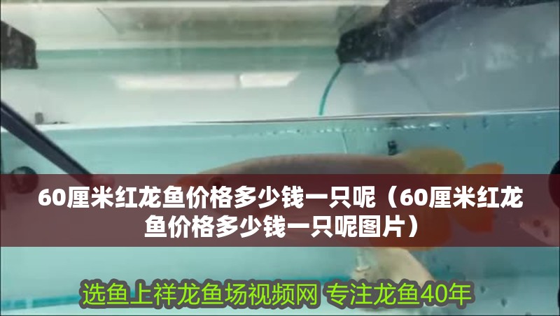 60厘米紅龍魚價格多少錢一只呢（60厘米紅龍魚價格多少錢一只呢圖片）