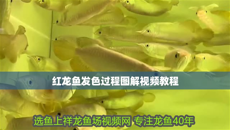 紅龍魚發色過程圖解視頻教程